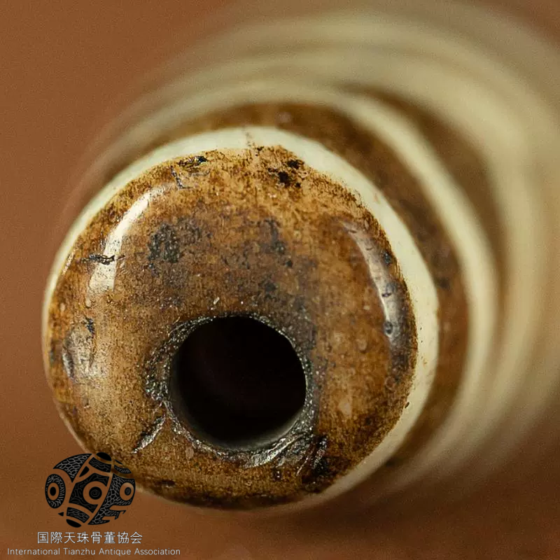 チベット▪ミレニアム・パンテック木の化石水紋珠天珠